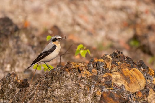 A Northern Wheatear bird perched on rocks, holding an insect in its beak. Taken outdoors during the day.