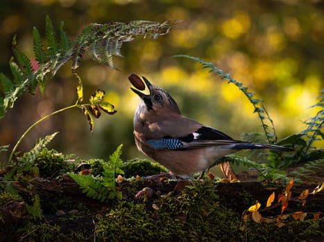 A Eurasian Jay perches on a mossy log, capturing a nut. Autumn colors illuminate the forest scene.