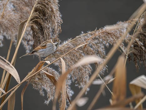 A reed bunting rests on dried reeds in a wetland area during autumn. The scene is characterized by neutral tones and natural textures.