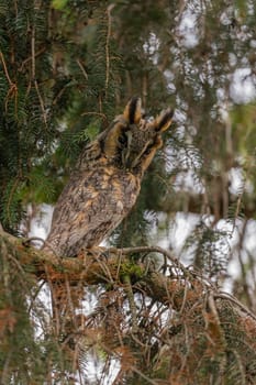 A long-eared owl rests on a tree branch, showcasing its intricate plumage and captivating gaze. The owl is perfectly camouflaged against the natural backdrop.