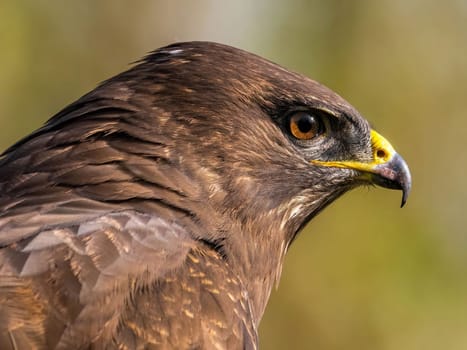 Close-up profile view of a majestic brown hawk. Its sharp features are emphasized, showcasing its natural beauty and power.