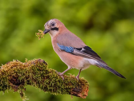 A Eurasian Jay perches on a mossy branch, showcasing its vibrant plumage and holding a small twig in its beak. The background is a soft green blur.