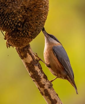 A nuthatch clings to a branch, delicately feeding on a sunflower seed head. The bird's detail is stunning.
