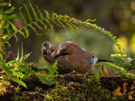 Two Eurasian Jays perched on a mossy log, surrounded by ferns in a lush forest setting. Beautiful wildlife capture.