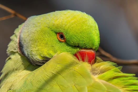Close-up of a vibrant green parrot meticulously preening its feathers. The bird's bright plumage and detailed features are captured with stunning clarity.