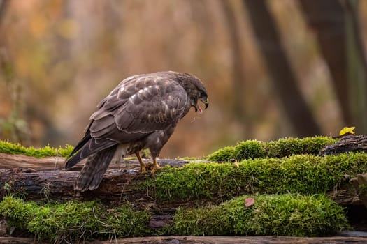 A brown buzzard perches on a mossy log in an autumnal forest. The bird is sharply focused.