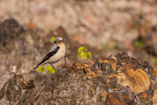 A whinchat bird carrying twigs for its nest, perched on rocks. Wildlife photography capturing a moment in nature.