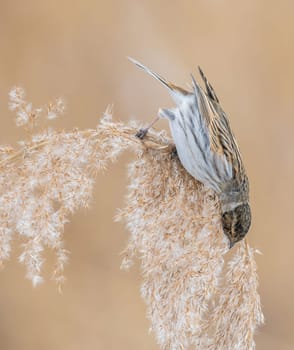 Close-up view of a small bird delicately perched on a reed, its feathers and the plant's texture sharply defined. The colors are soft and natural.