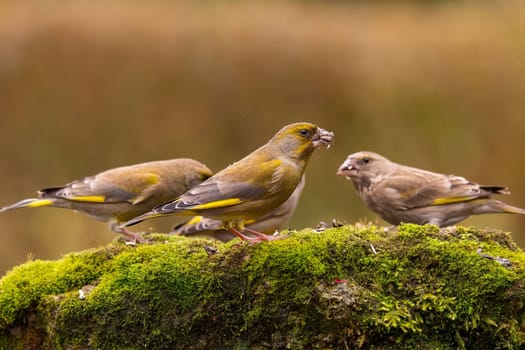 Three greenfinches perched on a mossy rock, enjoying a meal.