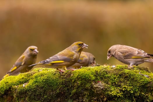 Three greenfinches perched on a mossy rock, enjoying a meal in a natural setting.