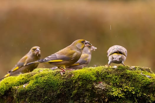 Three greenfinches perched on a mossy rock during a gentle autumn rain. One bird is feeding.
