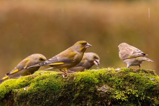 Three greenfinches perched on a mossy rock. Peaceful nature scene, showcasing vibrant colors and birdlife.