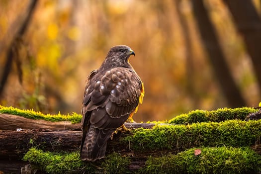 A majestic buzzard perched on a mossy log in an autumnal forest, bathed in warm sunlight.