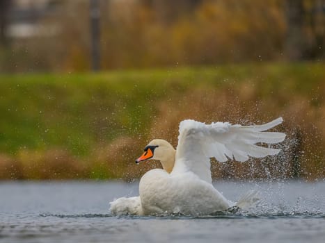 A stunning swan gracefully takes flight from a calm lake, its white feathers glistening in the autumn sun.