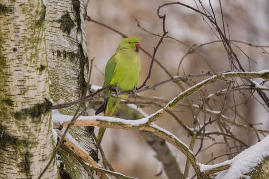 A vibrant green parakeet rests on a snow-covered branch during winter. Beautiful nature scene.