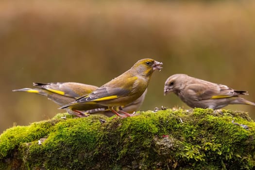 Three greenfinches perched on a mossy rock, enjoying a meal. A peaceful nature scene.