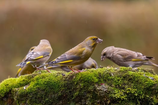 A group of greenfinches gathers on a mossy rock, enjoying a meal in the wild. The scene is peaceful and serene.