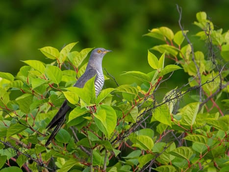 A common cuckoo rests on a branch surrounded by vibrant green leaves.