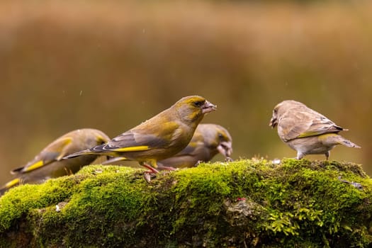 Three greenfinches on mossy rock, feeding. Beautiful autumnal colors