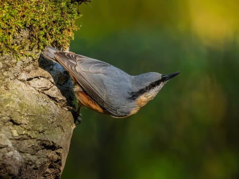 A detailed close-up of a nuthatch perched on a moss-covered tree trunk in a woodland setting. The bird's plumage is beautifully detailed, showcasing nature's artistry.