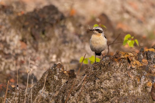 A Northern Wheatear bird perched on a rock, carrying nesting material in its beak. Taken outdoors during the day.