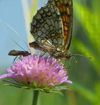 Close-up of a Melitaea cinxia butterfly on a purple flower. Beautiful nature photography.