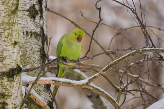 A vibrant green ring-necked parakeet perched on a snow-covered branch in a wintery scene.
