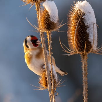 A goldfinch perched on a snow-covered thistle in winter. A close-up shot capturing the bird's details.
