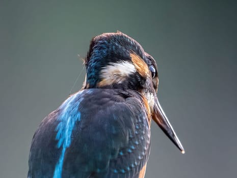 A detailed close-up shot of a kingfisher, showcasing its stunning plumage and intricate details. The image highlights the bird's vibrant colors and textures.