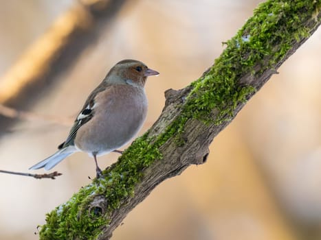 A common chaffinch sits on a mossy branch, with a blurred background. A beautiful wildlife shot in a natural setting.