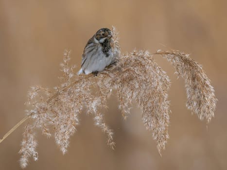 A small bird rests on a dried reed during a winter day. The colors are soft and muted, conveying a peaceful atmosphere.