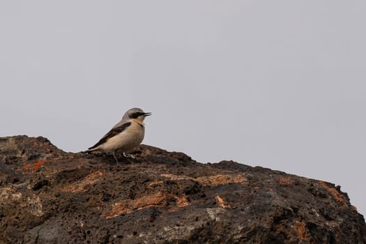 A Northern Wheatear rests on a dark volcanic rock against a muted sky.