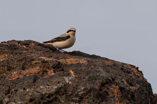 A Northern Wheatear rests on a dark rock against a pale sky.