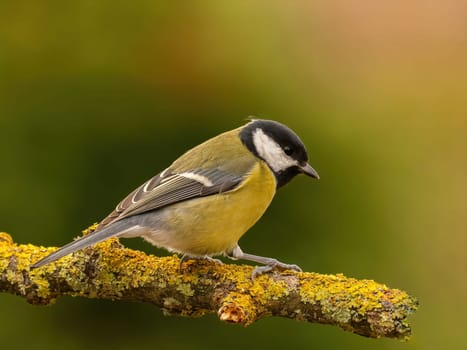 A Great Tit bird perched on a lichen-covered branch. Close-up shot emphasizing the bird's detailed feathers and the textured branch.
