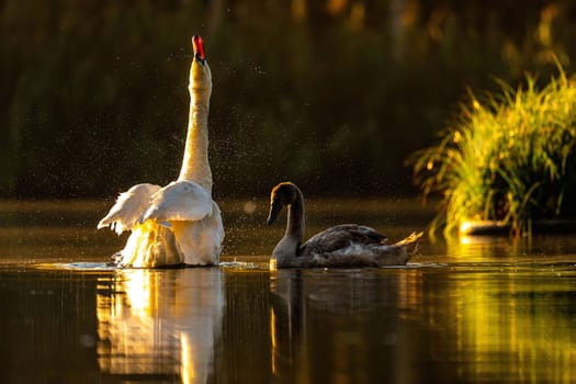 Two swans, one white, one dark, grace a serene lake at sunset, their reflections mirroring the golden hour light.