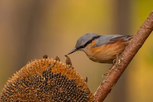 A nuthatch perched on a sunflower head, enjoying the seeds.