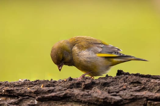 A greenfinch perched on a log, searching for food. The bird's vibrant colors and detail are beautifully captured in this close-up shot.