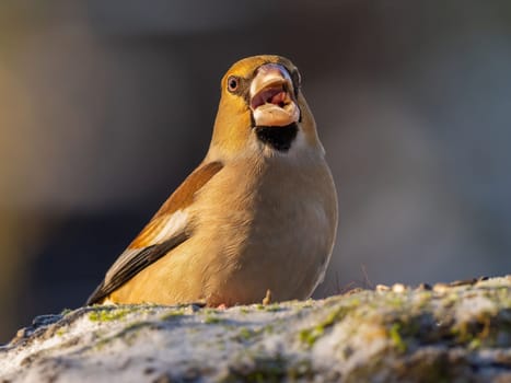 A stunning close-up of a hawfinch perched on a frosty ground. Its beak is wide open, revealing a detailed look at its features.