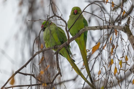 Two vibrant green parakeets rest on a leafless branch in a winter scene.