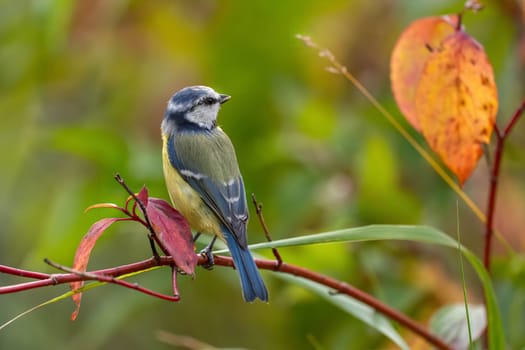 A vibrant Eurasian Blue Tit rests on a twig amid autumn's colorful foliage. The bird's plumage contrasts beautifully with the warm-toned leaves.