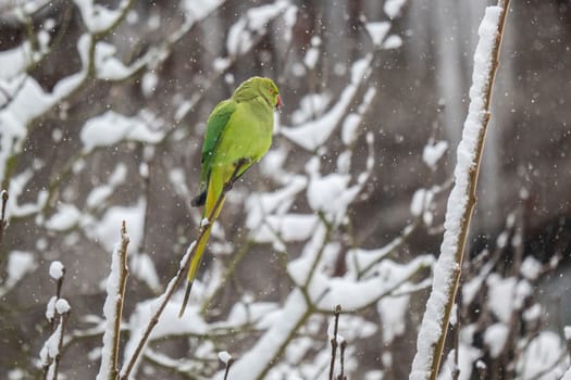 A vibrant green parakeet rests on a snow-laden branch amidst a winter snowfall. The scene is serene and peaceful.
