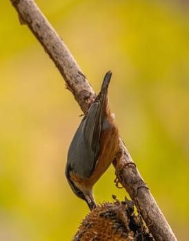 A nuthatch clings to a branch, head down, enjoying sunflower seeds. This charming image showcases the bird's beauty and natural behaviors in a vibrant autumnal setting