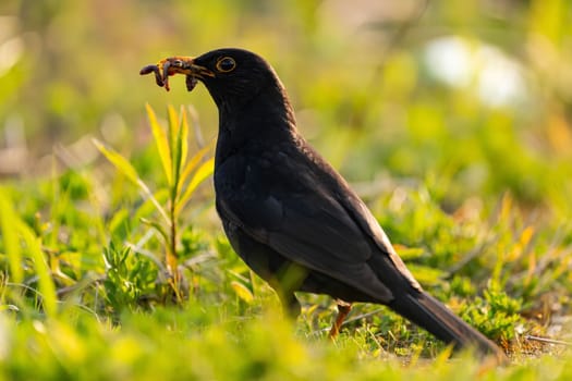 A blackbird foraging in the grass, holding a worm. Sunrise light illuminates the scene.