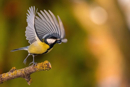 A great tit takes flight from a branch, wings outstretched. A stunning display of nature's beauty.