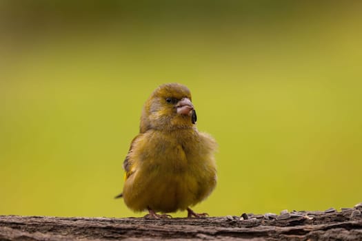 A charming greenfinch perched on a branch, enjoying its surroundings.