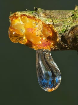 Macro shot of a golden amber resin droplet dripping from a tree branch. The sunlight reflects beautifully.