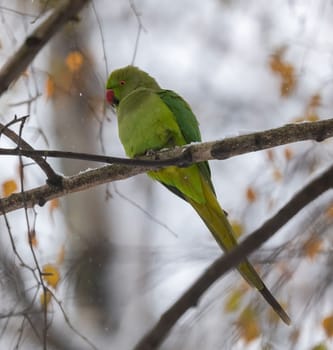A green parakeet rests on a snow-covered branch in winter. Beautiful winter nature scene.