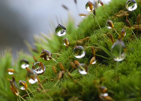 Close-up shot of dewdrops clinging to vibrant green moss. A breathtaking display of nature's microscopic beauty.