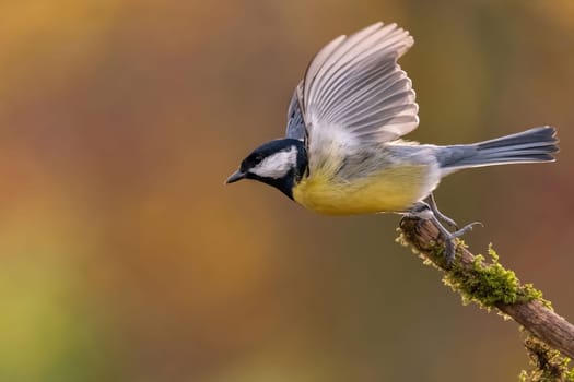 A great tit in mid-flight, wings outstretched, perches on a mossy branch. Autumnal colors blur the background.
