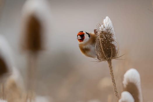 A goldfinch perches on a snow-dusted thistle, winter's tranquil beauty captured.